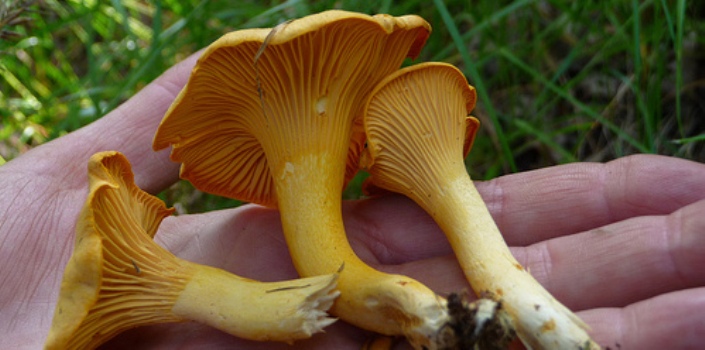 Chanterelles from the West Coast of Scotland