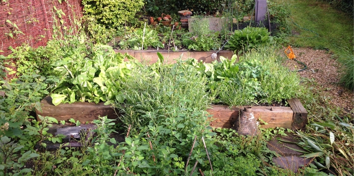 Top 10 Easy to Grow Vegetables For Your Garden Or Allotment